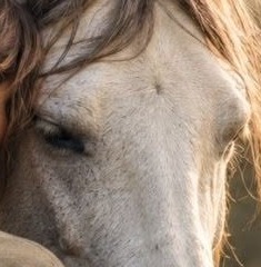 Regard d'un cheval, travail de Réécriture de la Mémoire Équine